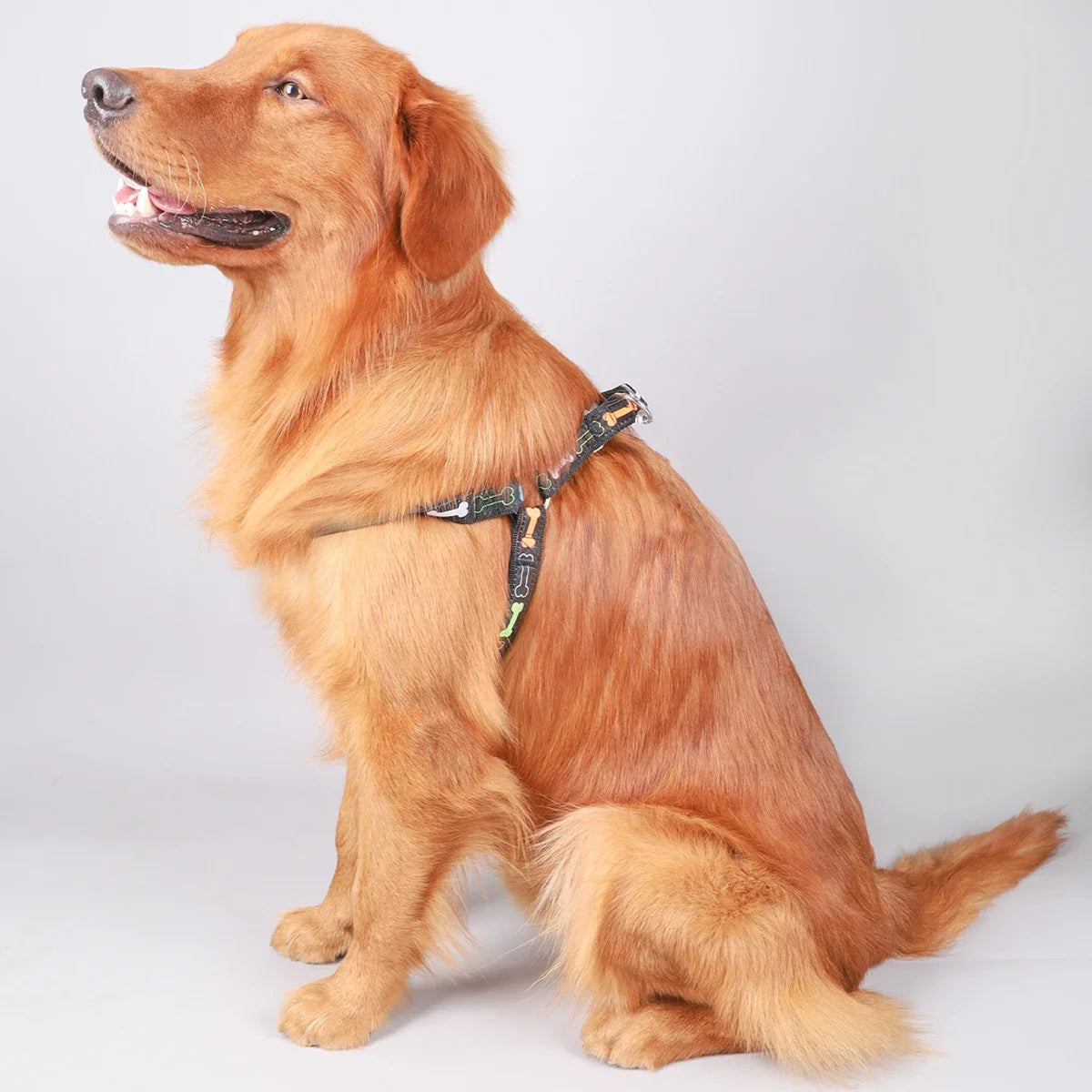 Un harnais pour chien de compagnie à trépied en os coloré pour un usage intérieur et extérieur